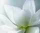 Online School of Theosophy